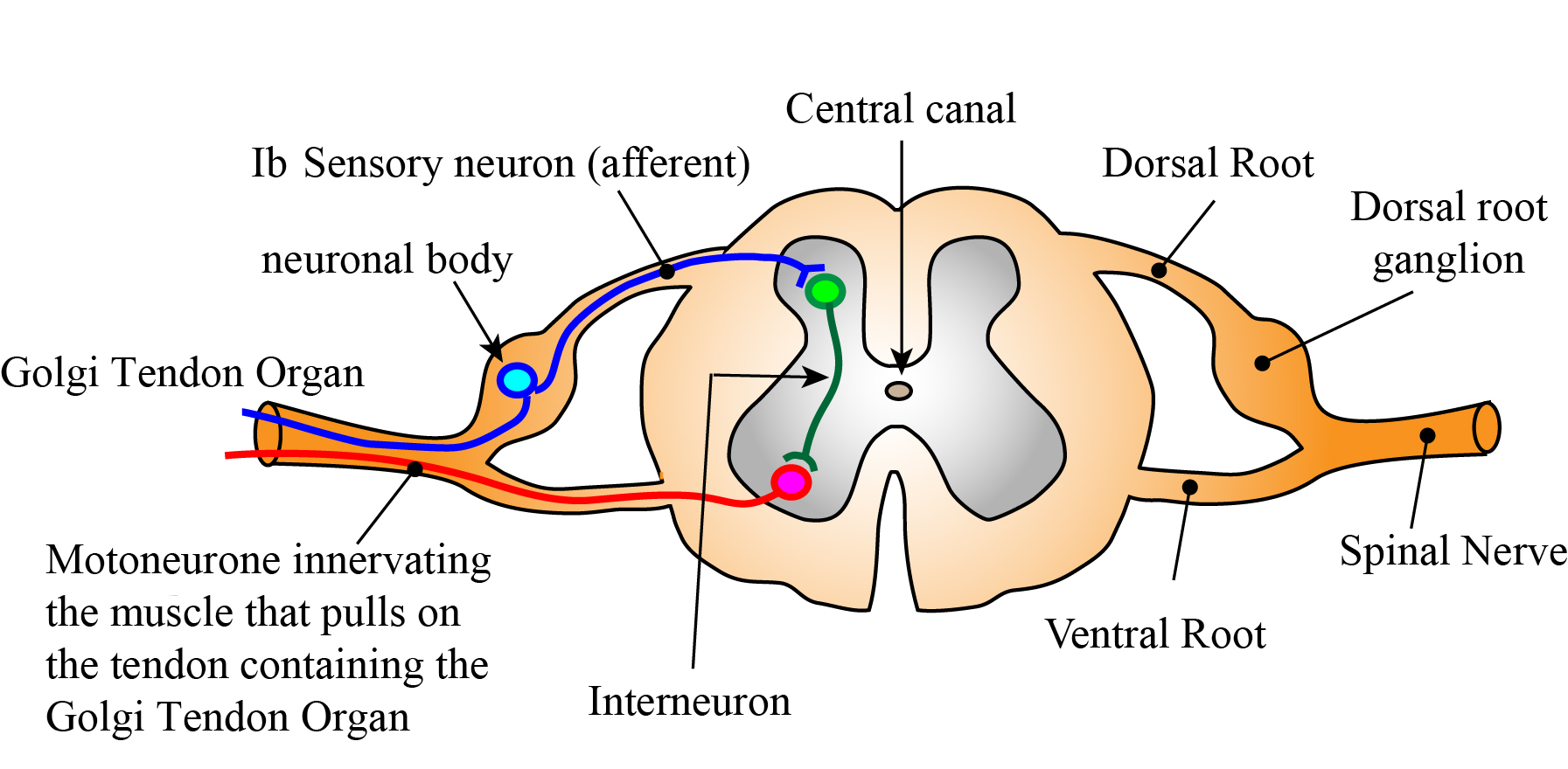 spinal-reflexes